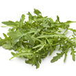 Rucola