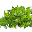 Shutterstock 99950231