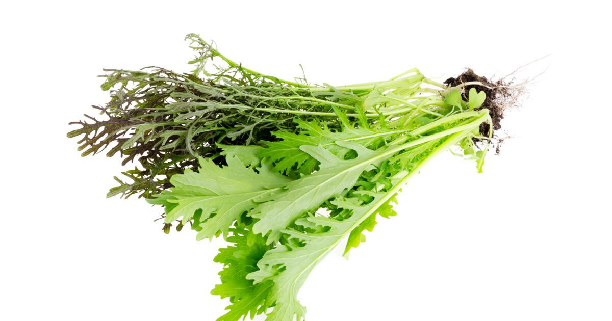 Salade Japonaise Mizuna Allegrow