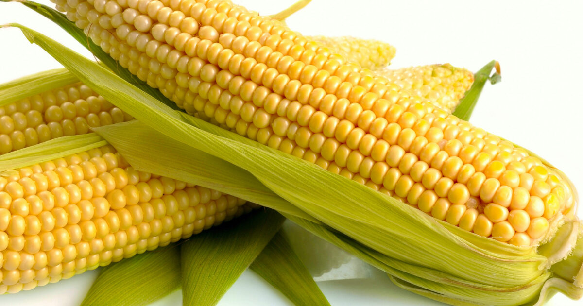 Tout savoir sur le maïs doux